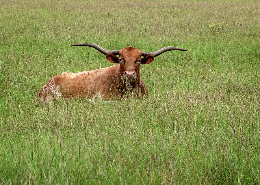 Texas Native Photograph by Danny Pickens