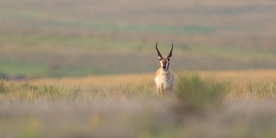 Texas Pronghorn Buck Photograph by Gary Langley
