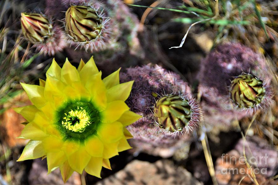 Texas Rainbow Cactus Photograph