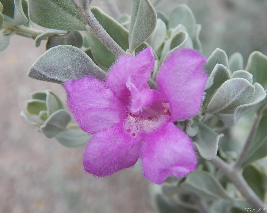 Texas Ranger Sage flower Photograph by Deliana Noel