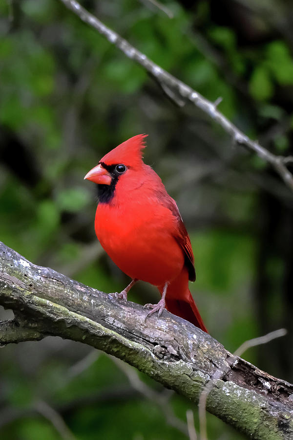 Texas Redbird Photograph by Dwight Eddington | Fine Art America