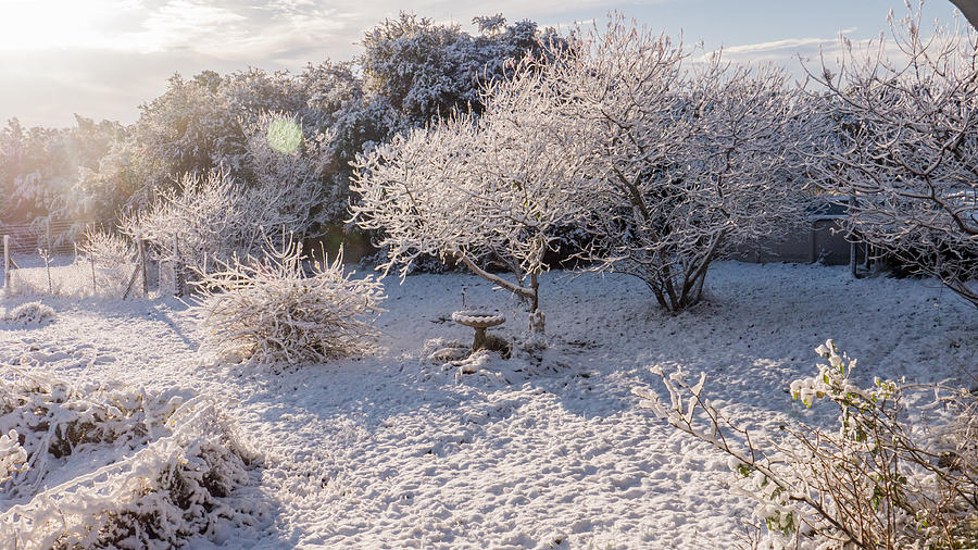 Texas Snow Morning Photograph by Ivars Vilums