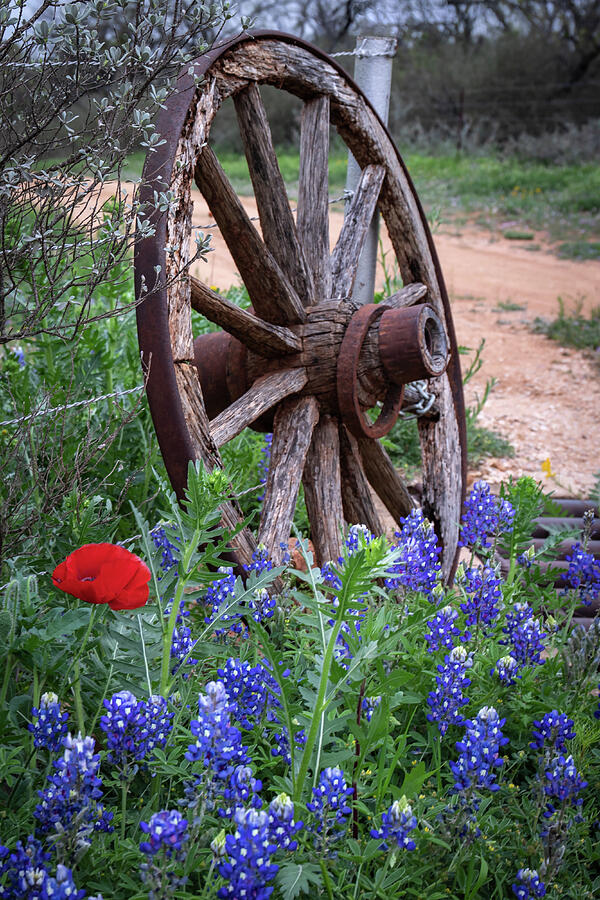 Texas Still Life  Photograph by Harriet Feagin