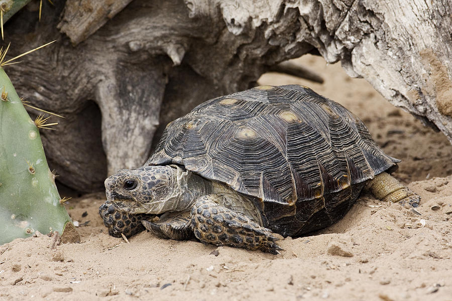 Texas Tortoise, Gopherus Berlandieri Photograph by James Zipp - Fine ...