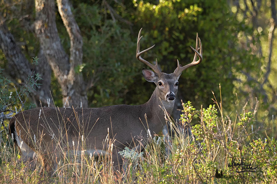 Texas Trophy by David Cutts Texas Trophy by David Cutts