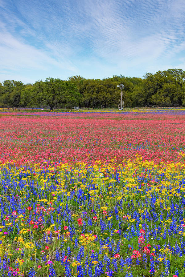 Texas Wildflower Afternoon 31719-3 Photograph by Rob Greebon