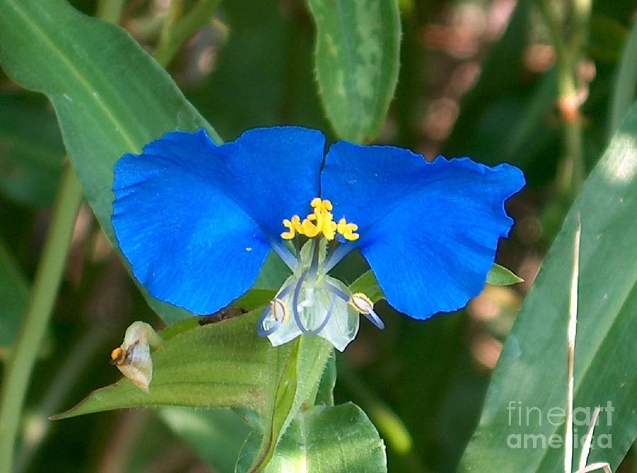 Brilliant Blue, Texas Wildflower Photograph by Joney Jackson - Fine Art