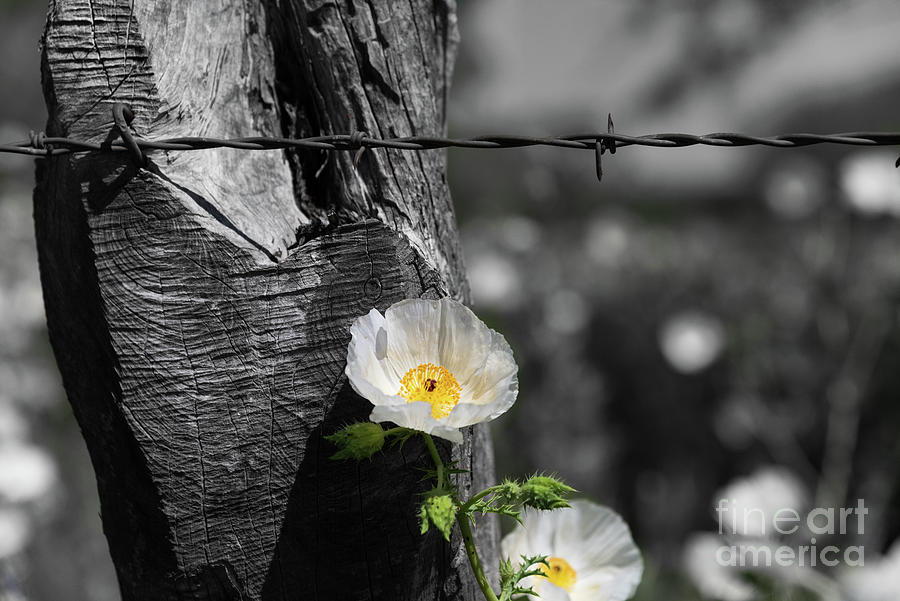 Texas wildflower selective color Photograph by Paul Quinn