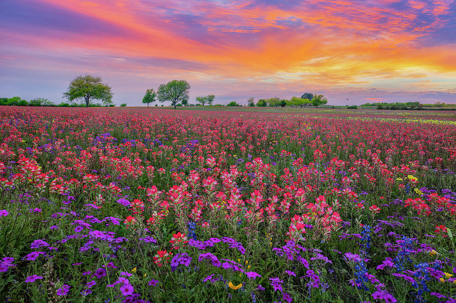 Texas Wildflower Spring Sunset 4281 Photograph by Rob Greebon