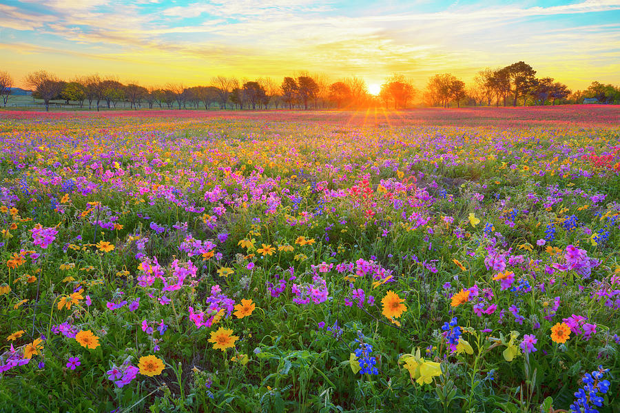 Texas Wildflower Sunrise 4022 Photograph by Rob Greebon