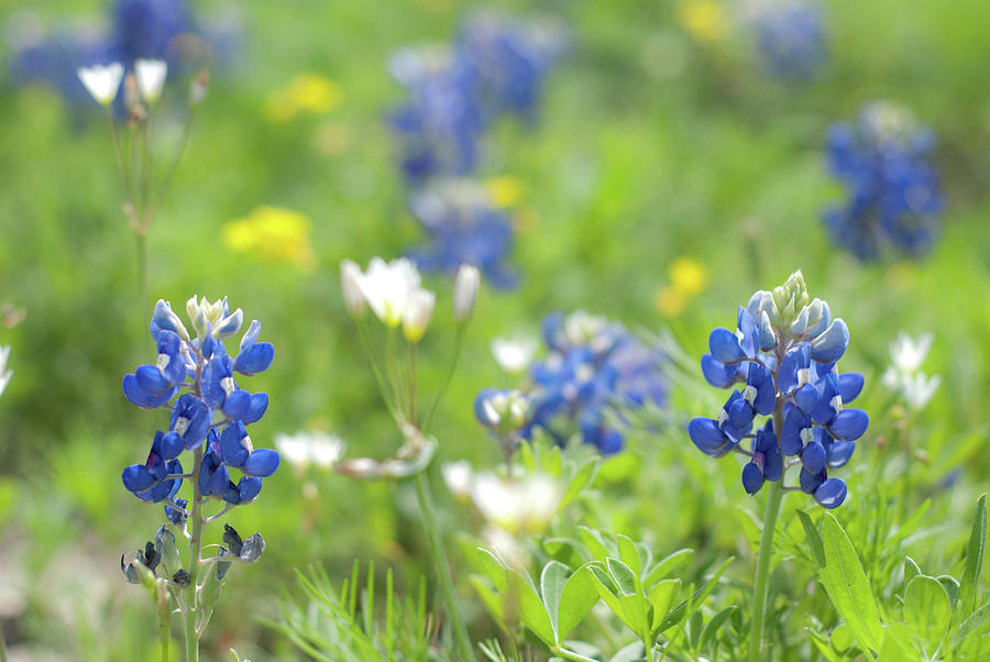 Texas Wildflowers Photograph by Linda Trine
