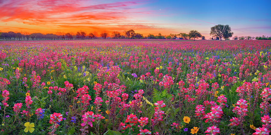 Texas Wildflowers Panorama 4021 Photograph by Rob Greebon