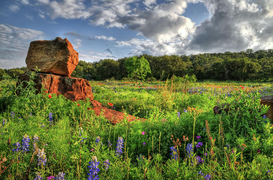 Texas Wildflowers Photograph by Ronnie Wiggin