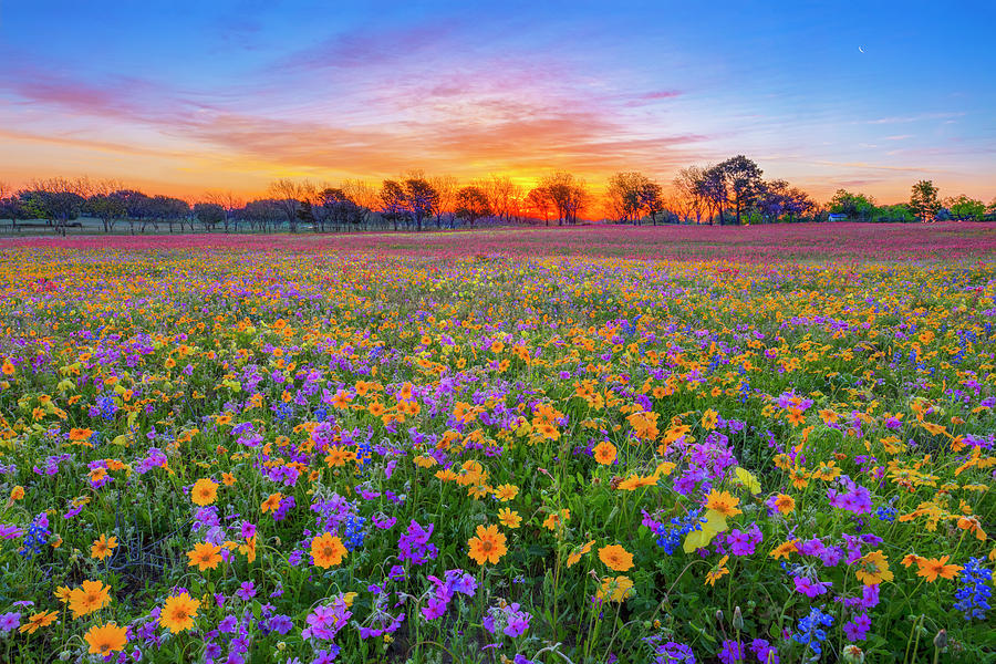 Texas Wildflowers Sunrise in April 4021 Photograph by Rob Greebon