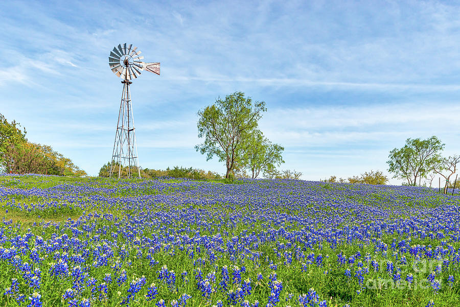 Texas Windmill and Bluebonnets Photograph by Bee Creek Photography ...