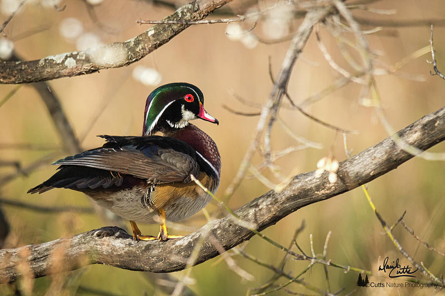 Texas Wood Duck by David Cutts Texas Wood Duck by David Cutts
