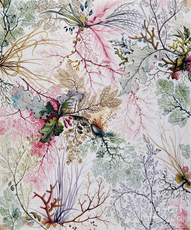 Flower Painting - Textile Design, C.1788-92 by William Kilburn