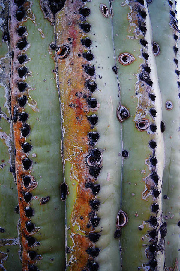 Texture of a Saguaro Photograph by Chance Kafka