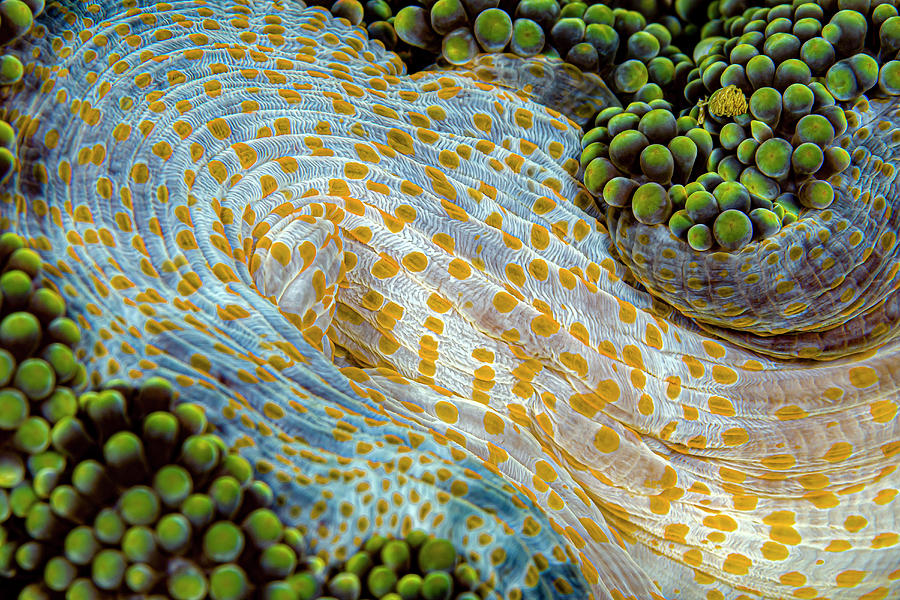 Texture Of An Anemone, Kimbe Bay, Papua Photograph by Bruce Shafer