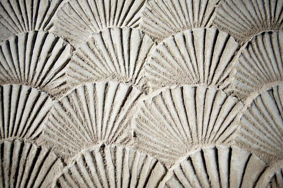 Texture Sea Shells Photograph by Derek Winchester