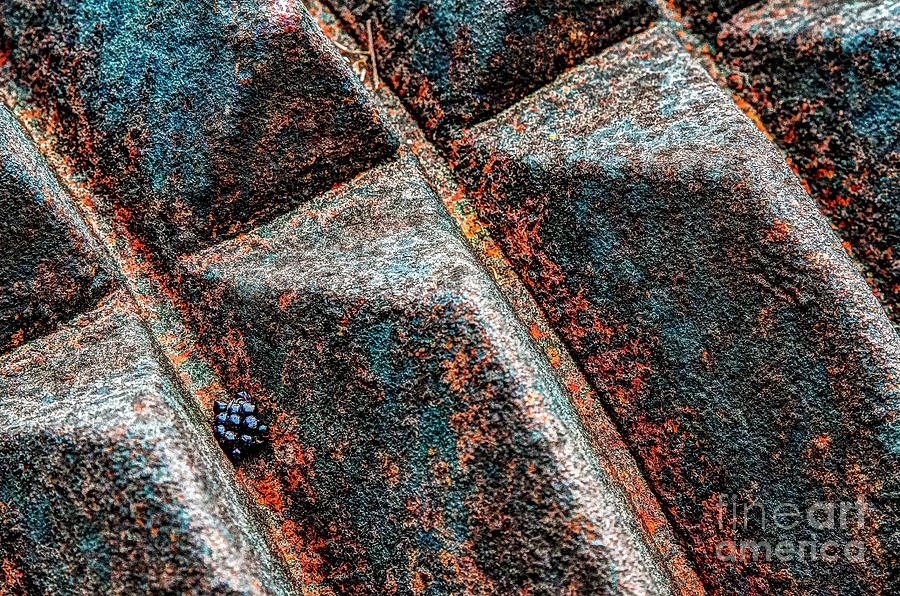 Texture Study Photograph by Gary Holmes