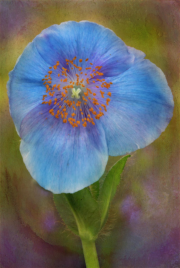 Poppy Photograph - Textured Blue Poppy Flower  by Susan Candelario