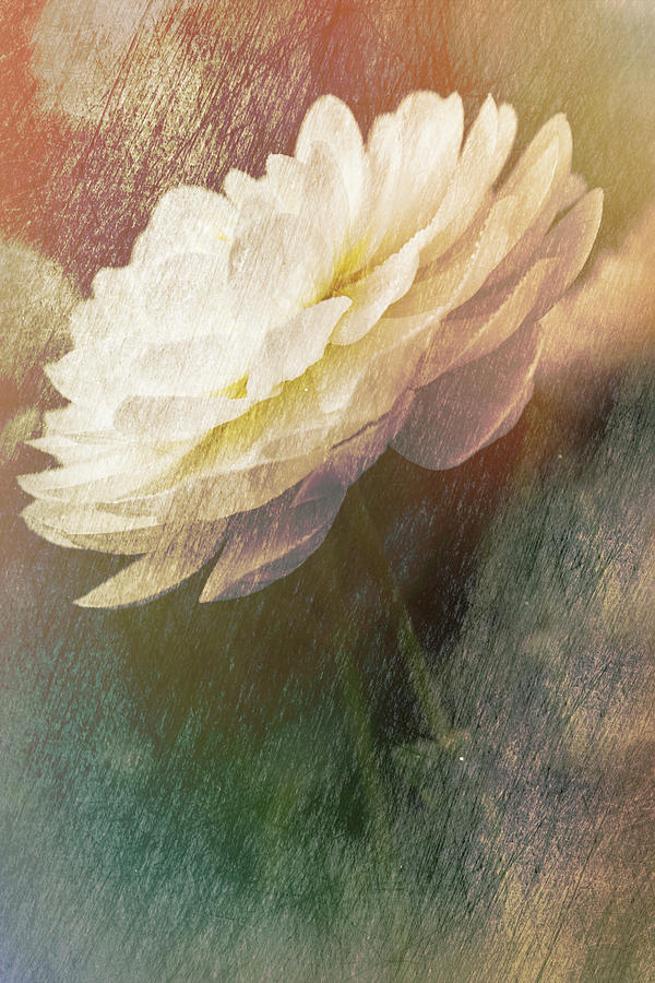 Textured Flower Photograph by Judi Kubes