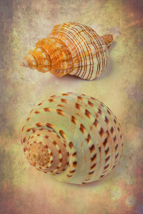 Textured Marine Shells Abstract Photograph by Garry Gay