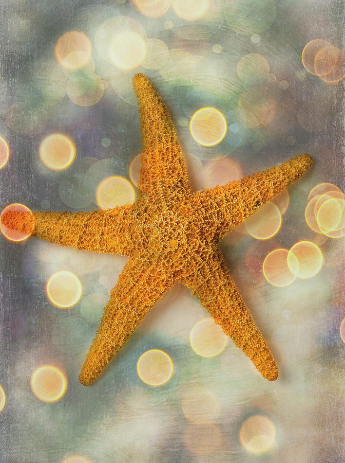 Textured Sea Star Photograph by Garry Gay