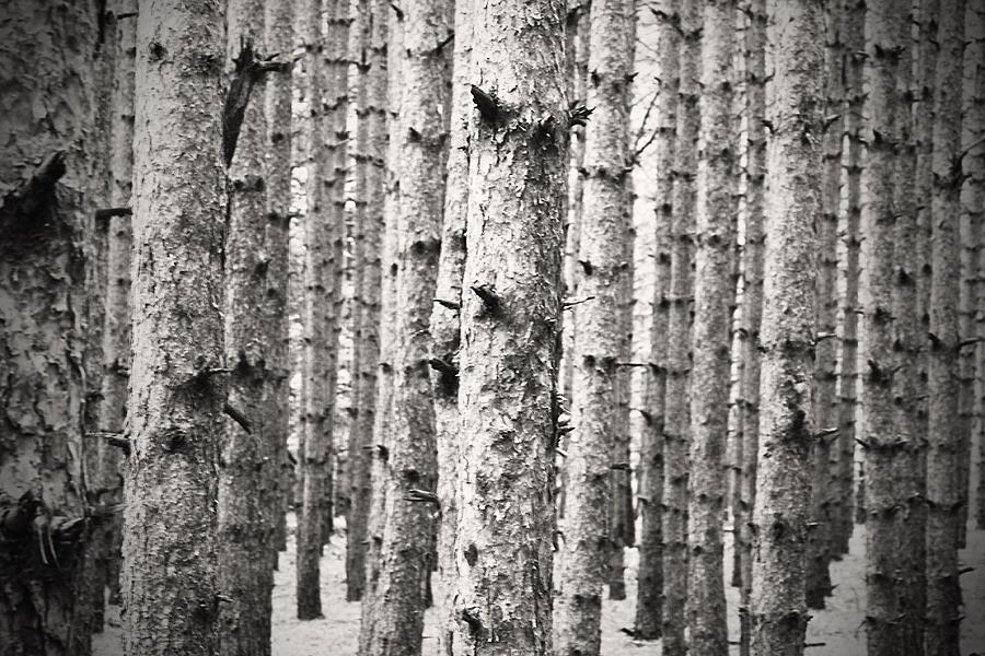 Textured Tree Forest Photograph by Tina M Daniels   Whiskey Birch Studios