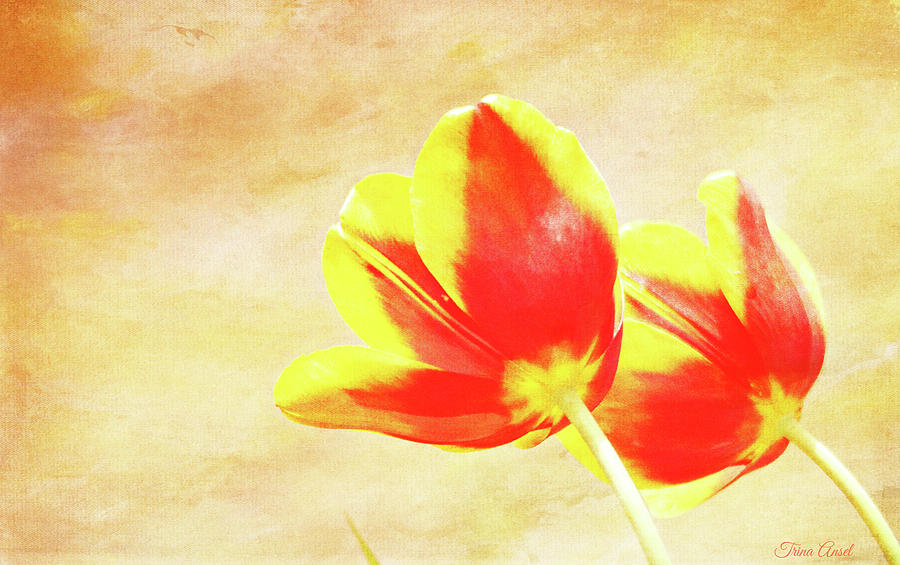 Textured Tulips Photograph by Trina Ansel