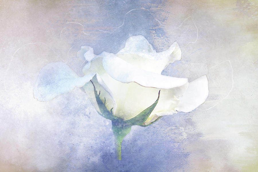 Nature Digital Art - Textured White Rose by Terry Davis