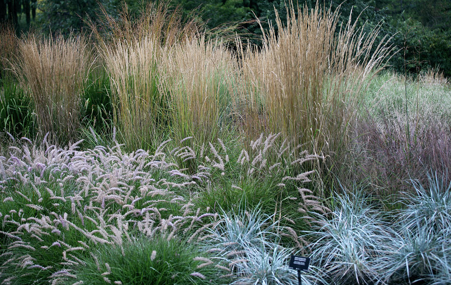 Textures In Grasses by Beauty Lies In The Eyes Of The Beholder