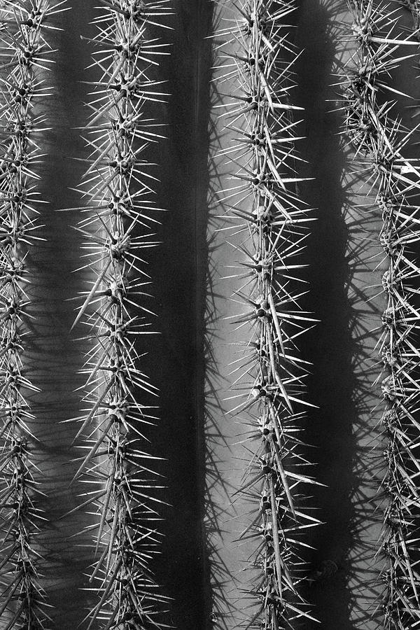 Cactus Closeup Black and White Photograph by Chance Kafka