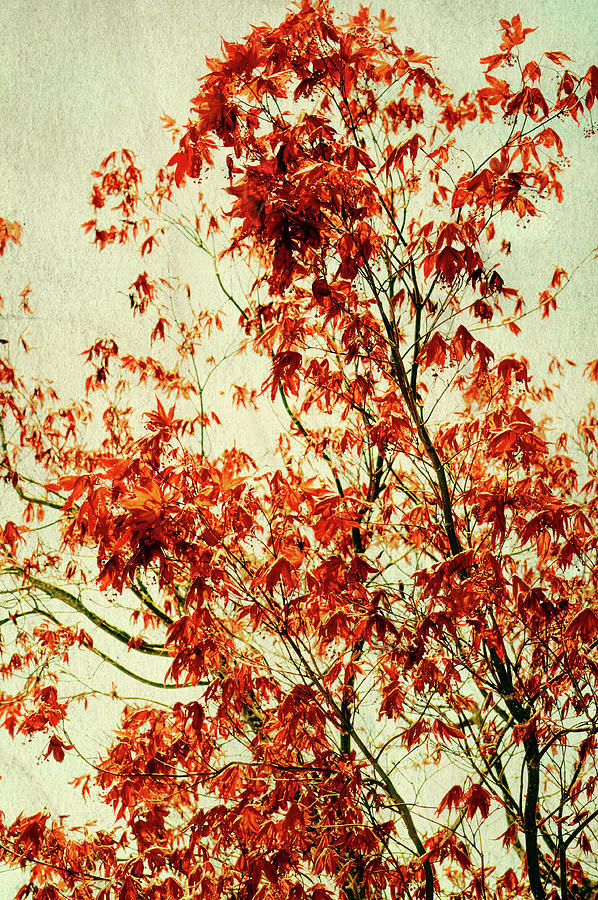 Texurized Red Maple Photograph by Tikvahs Hope
