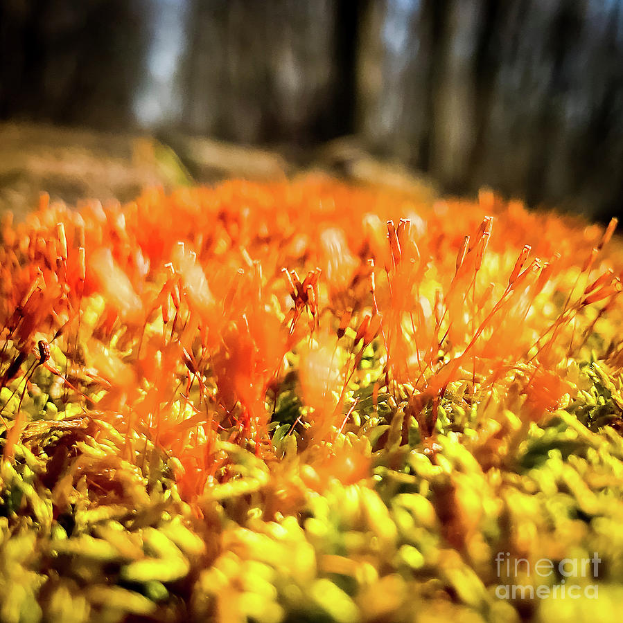 Orange Moss 1 Photograph by Atousa Raissyan