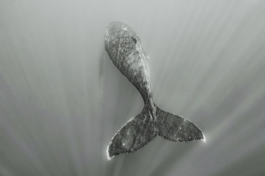 Th Tail Photograph by Serge Melesan