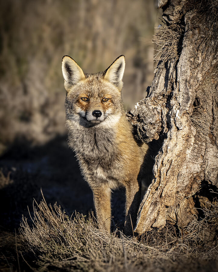 Tha Fox\s Gaze Photograph by Jose Curto