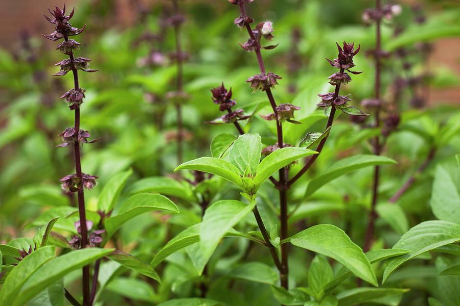 Thai Basil In A Garden Photograph by Rene Comet