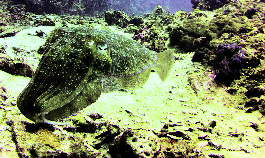 Thailand Cuttlefish 1 Photograph by Radine Coopersmith