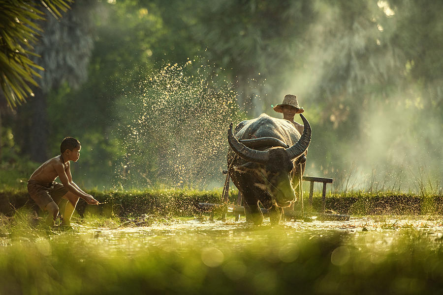 Buffalo Photograph - Thailand Farmers by Chanwit Whanset
