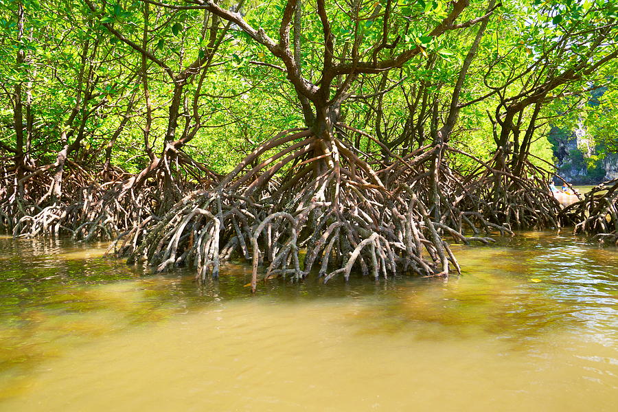 Landscape Photograph - Thailand - Krabi Province, Mangrove by Jan Wlodarczyk