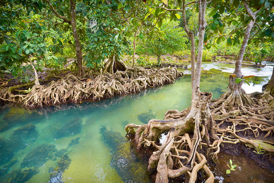 Thailand - Mangrove Forest In Tha Pom Photograph by Jan Wlodarczyk ...