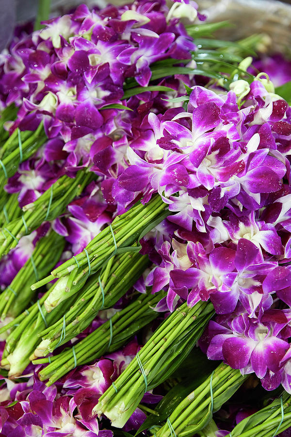 Thailand, Thailand Central, Bangkok, Tropics, Gulf Of Siam, Gulf Of Thailand, Orchids At Pak Khlong Talat Flower Market Digital Art by Richard Taylor