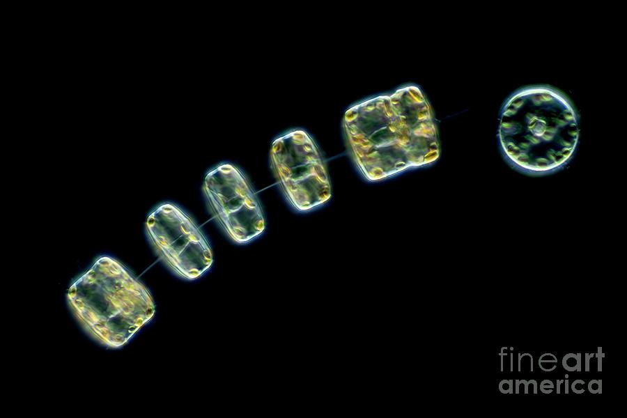 Thalassiosira Marine Diatoms by Frank Fox/science Photo Library