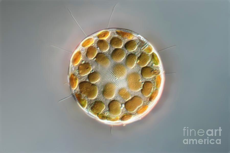 Thalassiosira Sp. Diatom Photograph by Frank Fox/science Photo Library ...