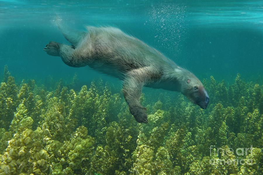 Thalassocnus Marine Sloth Photograph by Roman Uchytel/science Photo ...