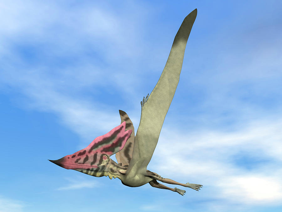 Thalassodromeus Prehistoric Bird Flying Photograph by Elena Duvernay