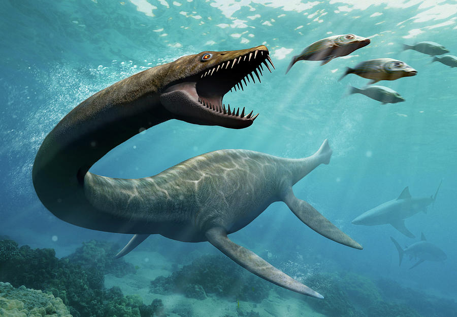 Thalassomedon, A Genus Of Plesiosaur Photograph by Mohamad Haghani ...