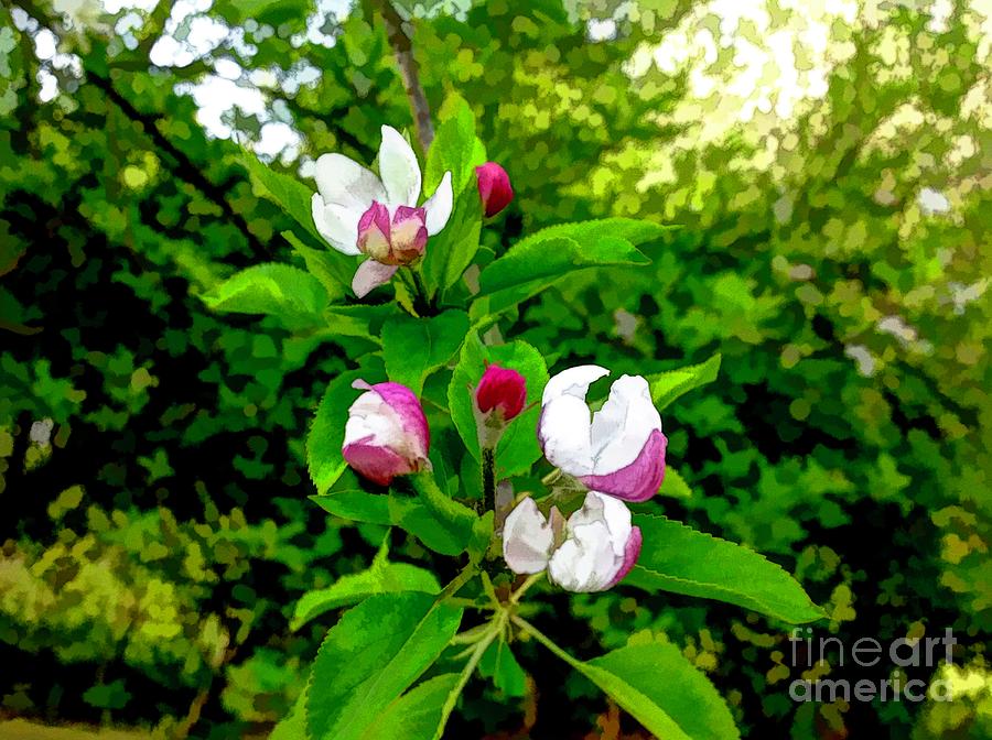 Thank You Father For Apple Blossoms Photograph